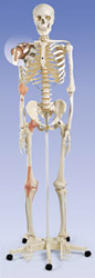 Лео, скелет с суставными связками на 5-роликовой стойке