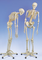 Фрэд, подвижный скелет на 5-роликовой стойке