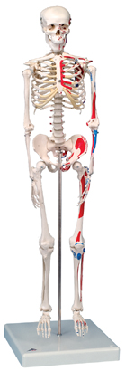 Мини-скелет “Shorty”, с разметкой мышц, укрепленный на подставке
